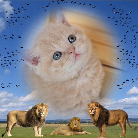 Meet your Posher, Andrea - Picture 1 of 1